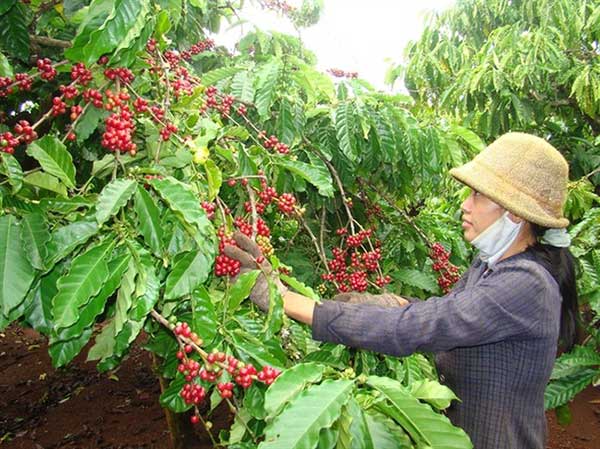 Cây cà phê - Cách trồng và chăm sóc cây cà phê