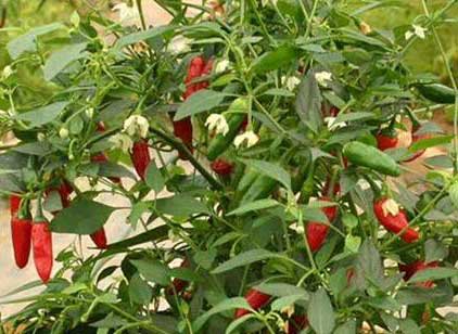 Cây ớt - Cách trồng ớt đơn giản ngay tại nhà