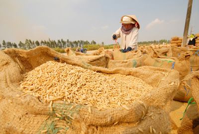 Trung Quốc tăng nhập nông sản Việt Trung Quốc tăng nhập nông sản Việt